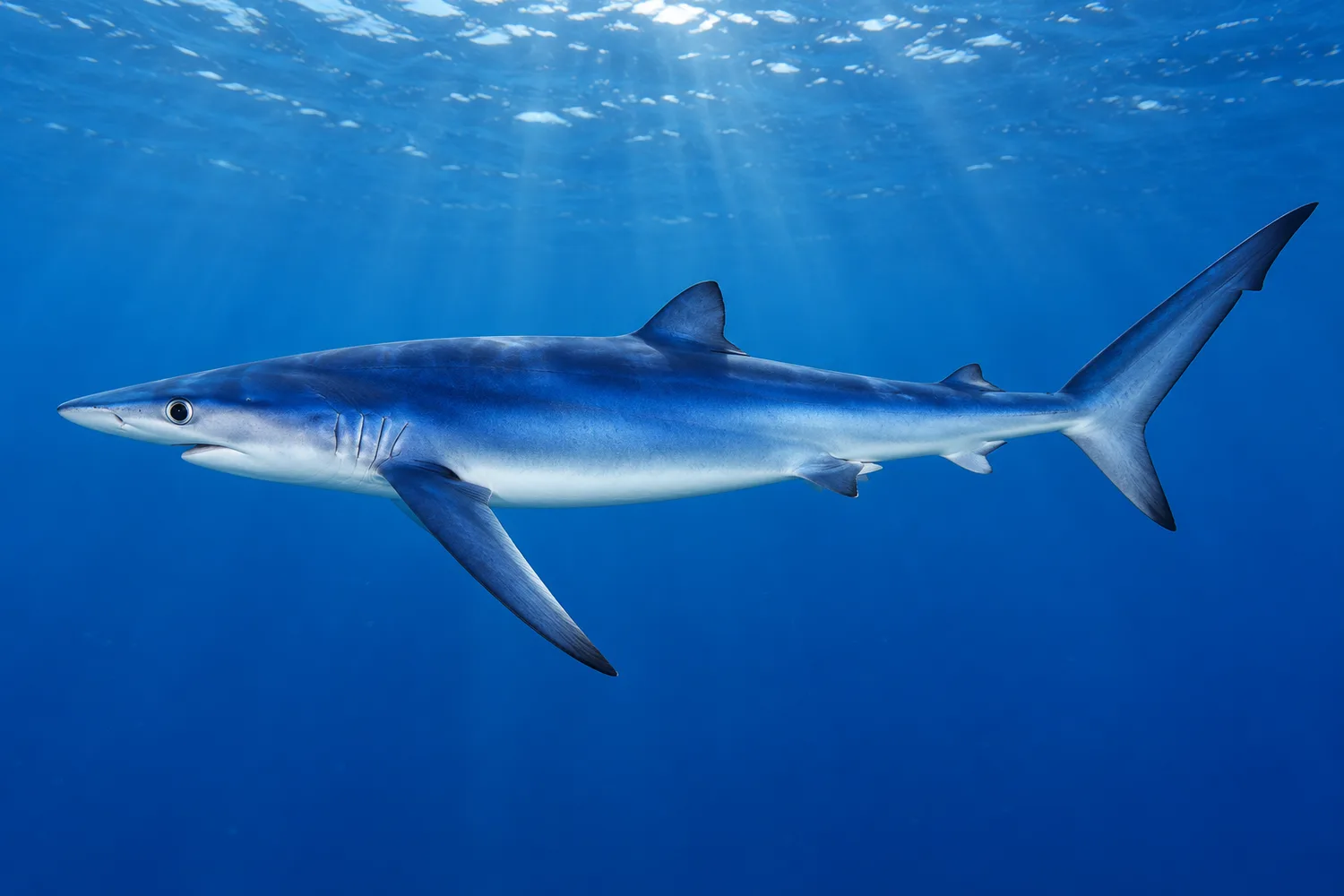 Blue shark (Prionace glauca), illustration