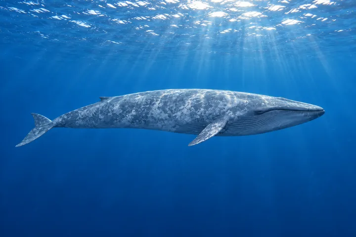 Ballena azul