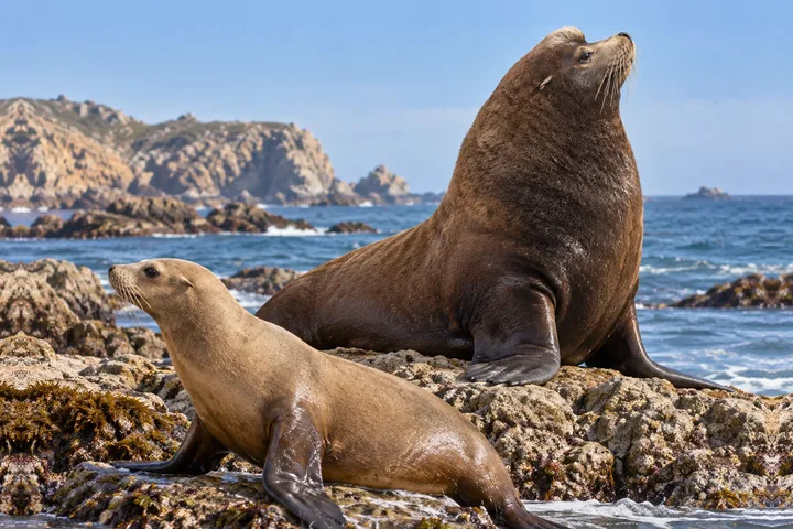 Lobo marino de California