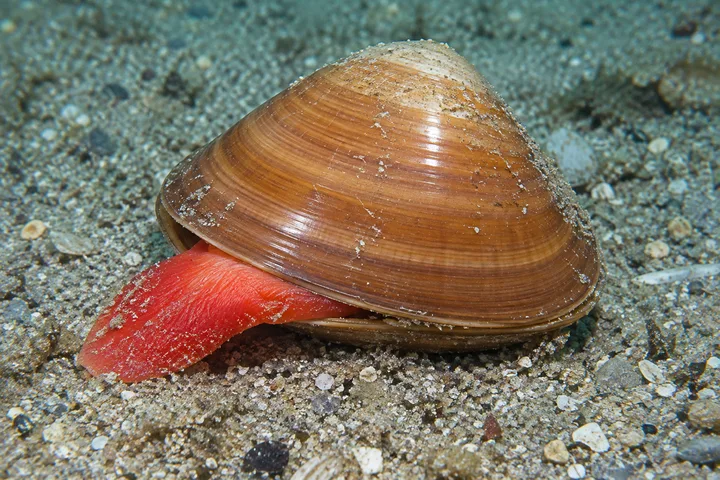 Almeja chocolata