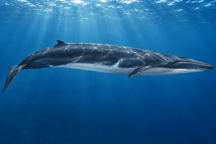 Ballena de aleta