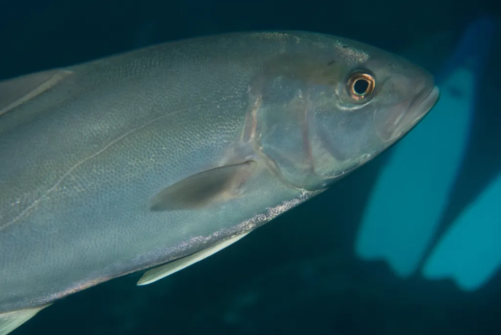 Almaco jack, photo 1 (shark bay Wolf Island, Ecuador)