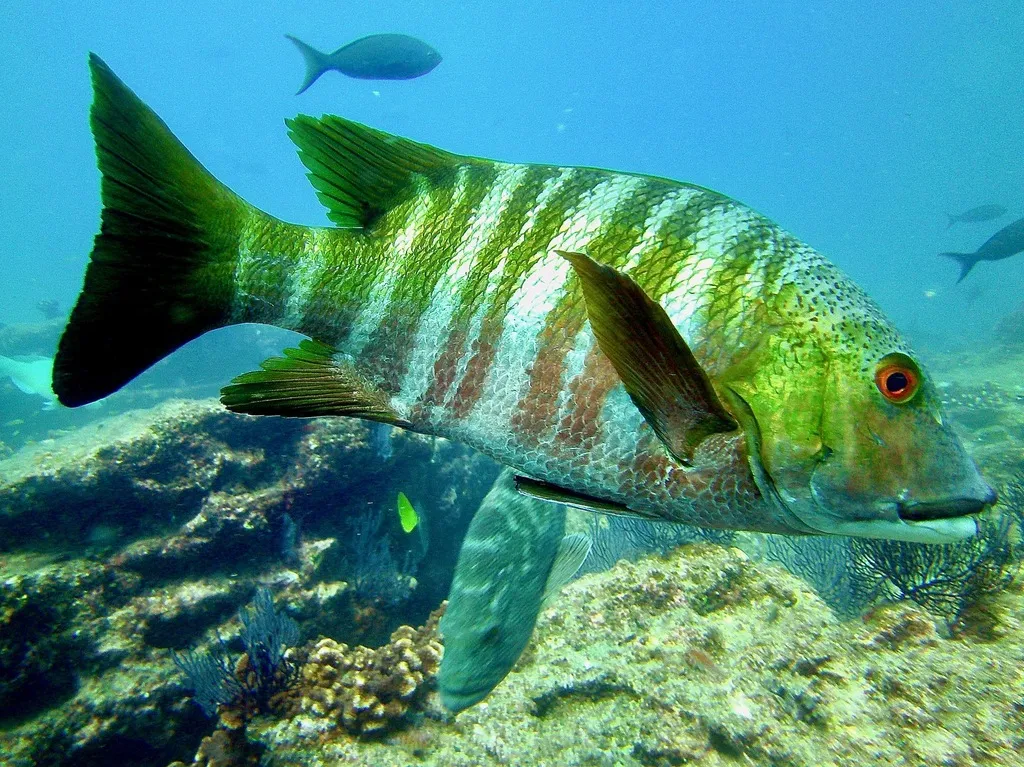 Barred pargo, photo 1 (El Bajo, 23570 La Ribera)