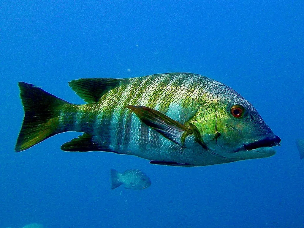 Barred pargo, photo 2 (El Bajo, 23570 La Ribera)
