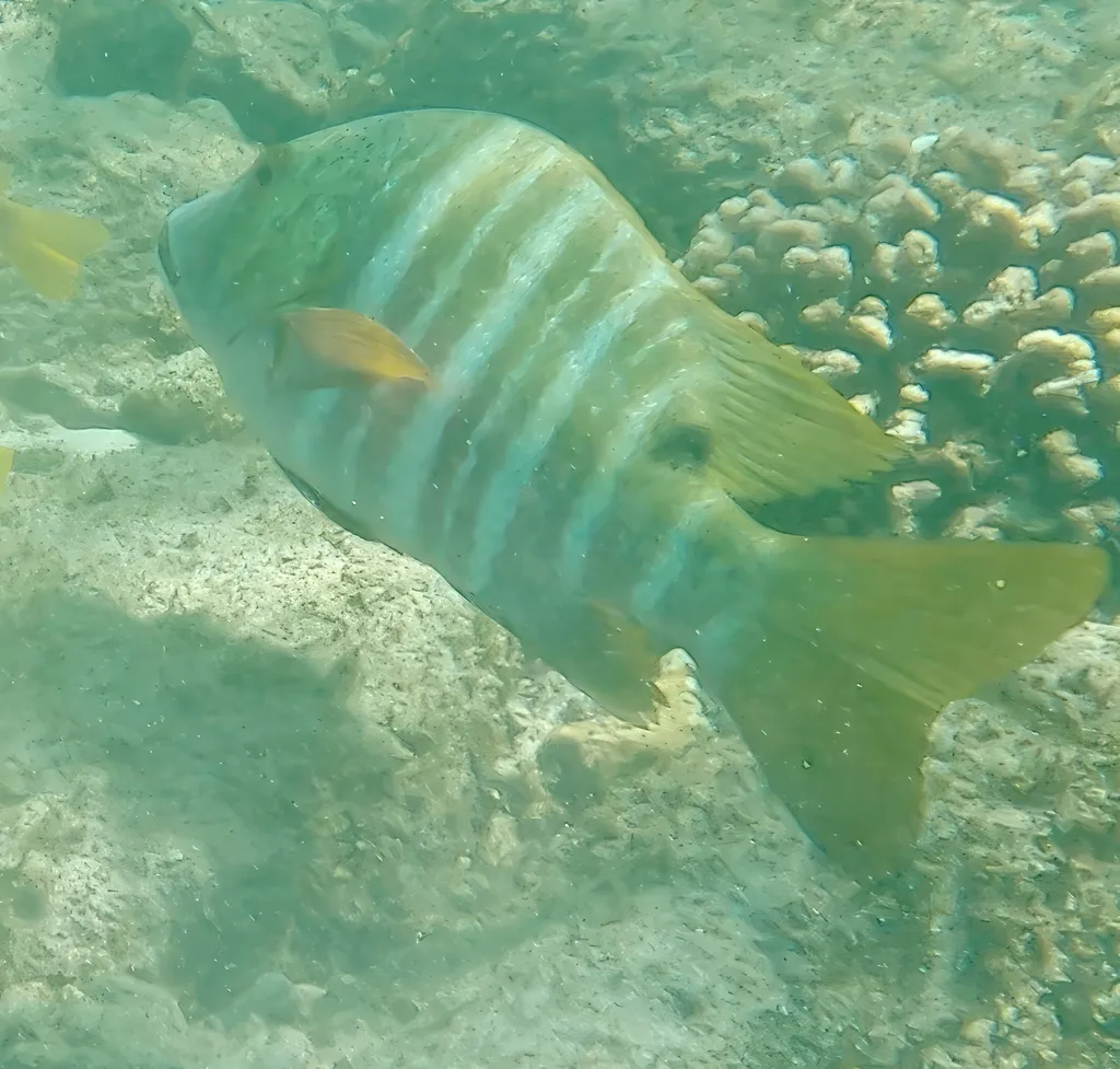 Barred pargo, photo 3 (Los Cabos, BCS)