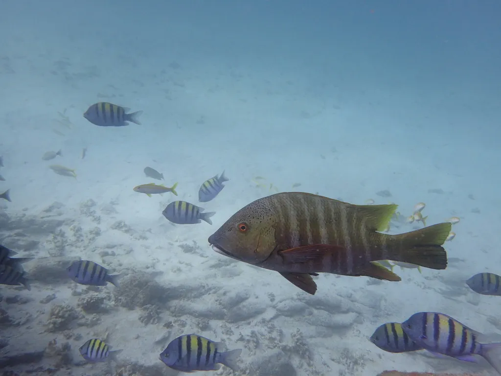 Barred pargo, photo 4 (La Paz, Baja California Sur)