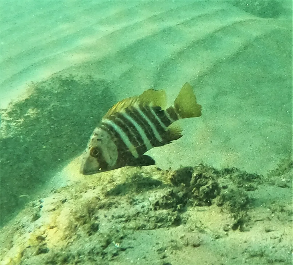 Barred pargo, photo 5 (Manzanillo, MX-CL)