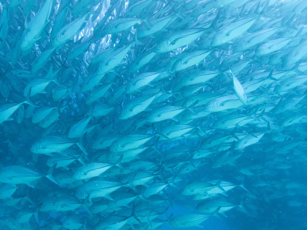 Bigeye trevally, photo 1 (Parque Nacional Cabo Pulmo, Cabo Pulmo)
