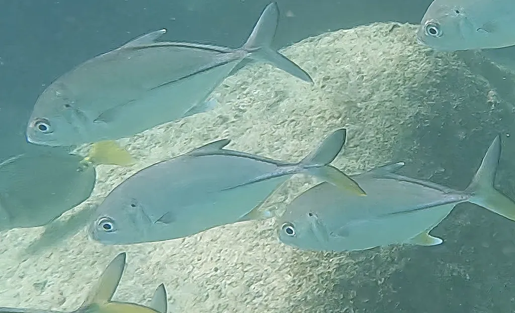 Bigeye trevally, photo 2 (Los Frailes, BCS)