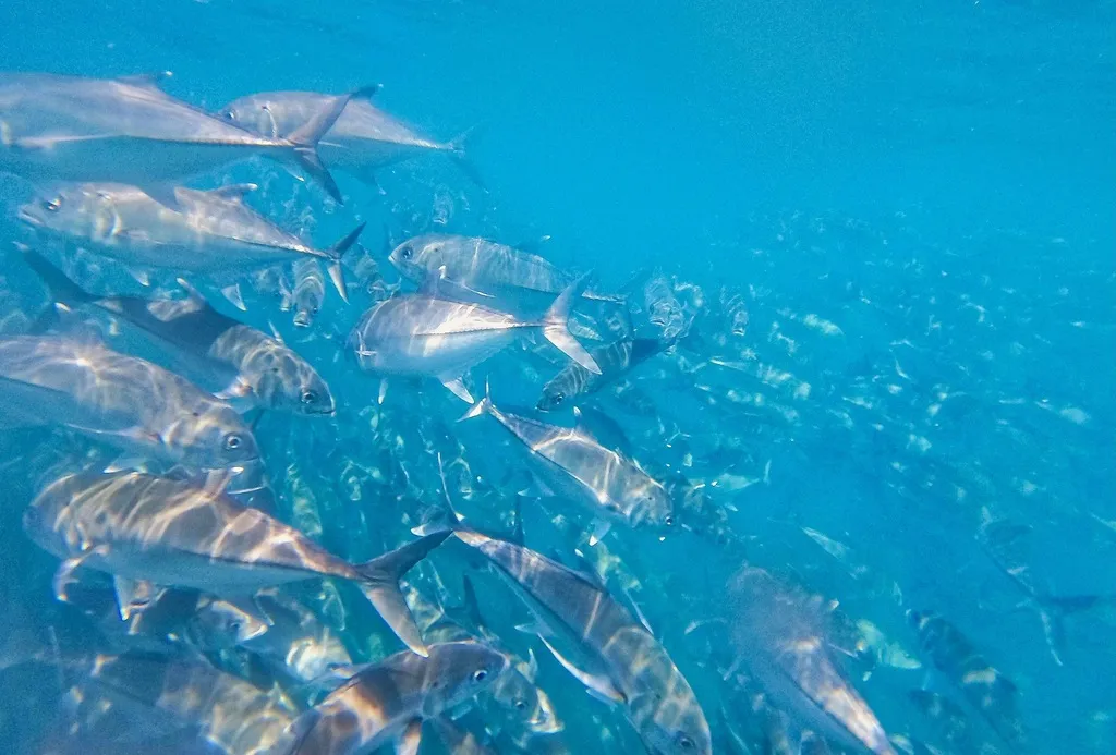 Bigeye trevally, photo 3 (Cabo Pulmo, 23570 La Ribera)