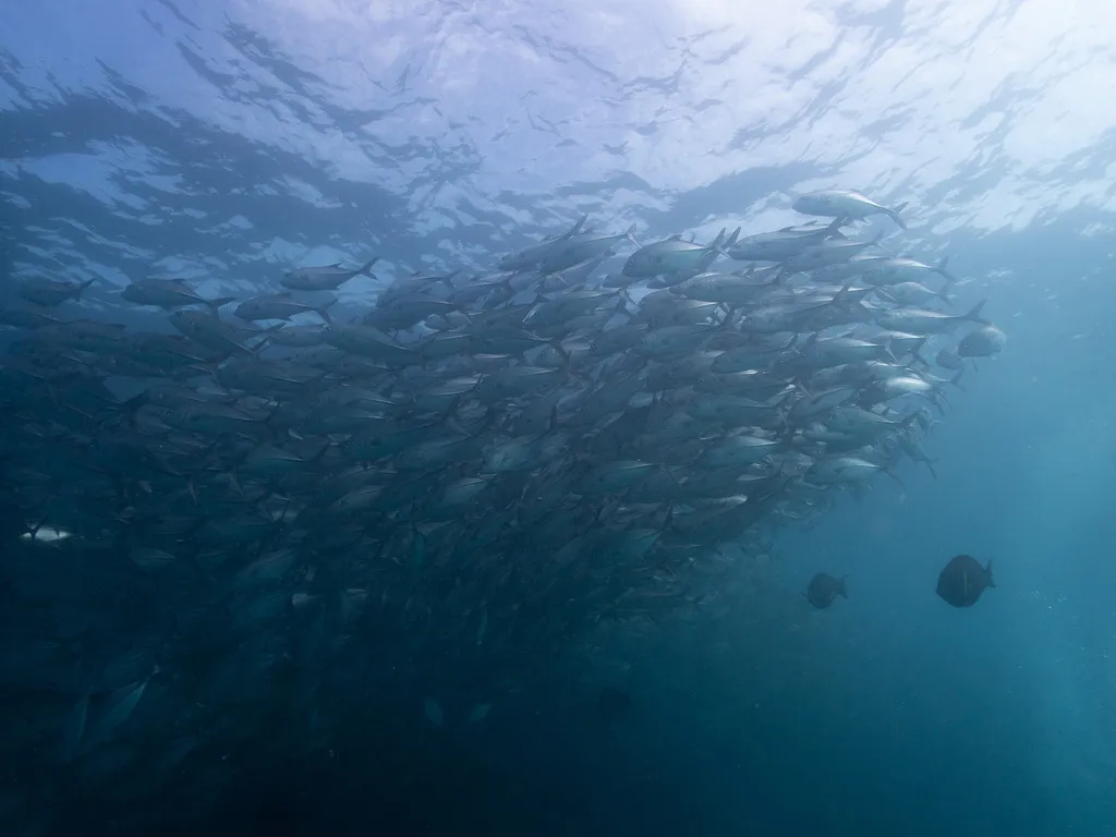 Bigeye trevally, photo 4 (Cabo Pulmo, Los Cabos)
