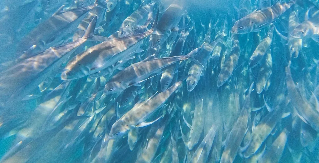 Bigeye trevally, photo 5 (Cabo Pulmo, 23570 La Ribera)