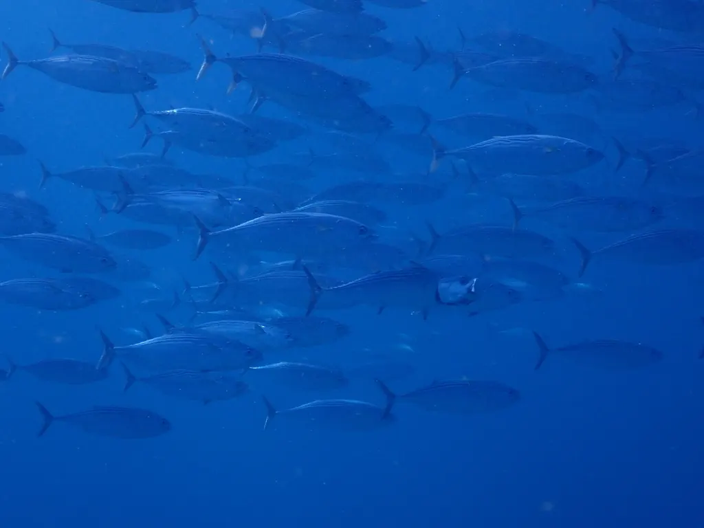 Black skipjack, photo 1 (La Reinita, BCS)