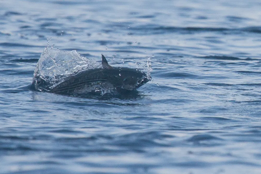 Black skipjack, photo 2 (Coiba N.P. San Juan River mouth.)