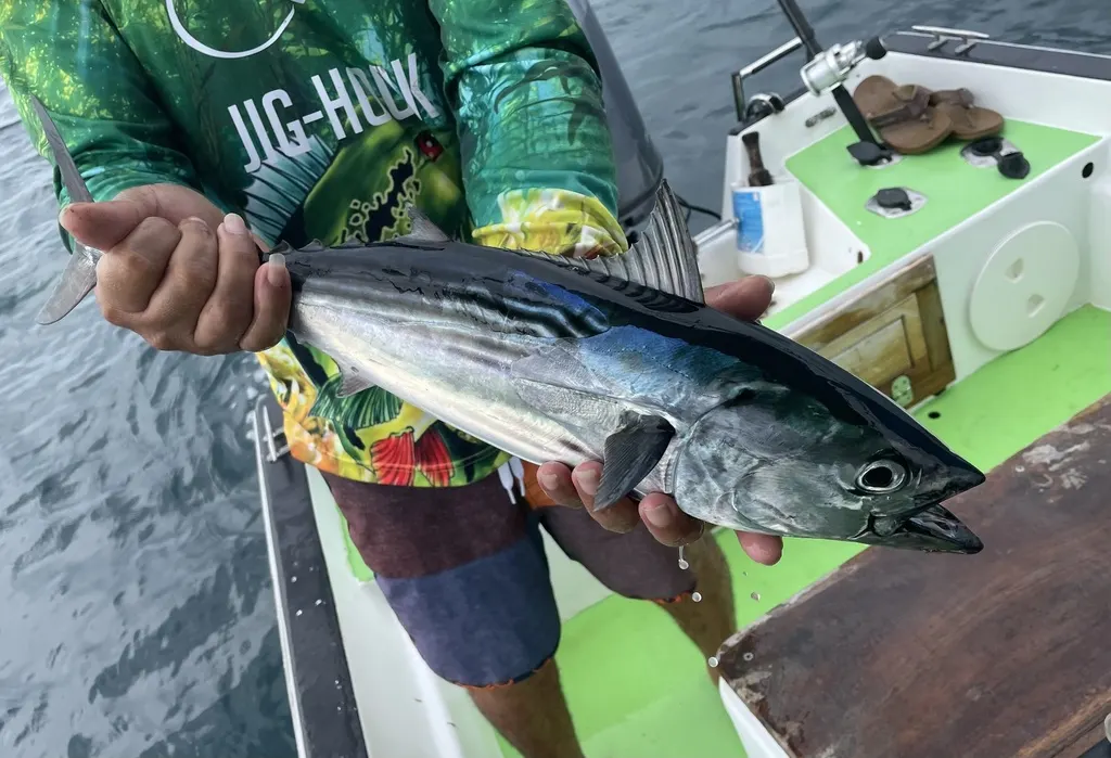Black skipjack, photo 3 (Golfito)