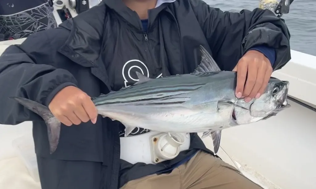 Black skipjack, photo 4 (Costa Rica)