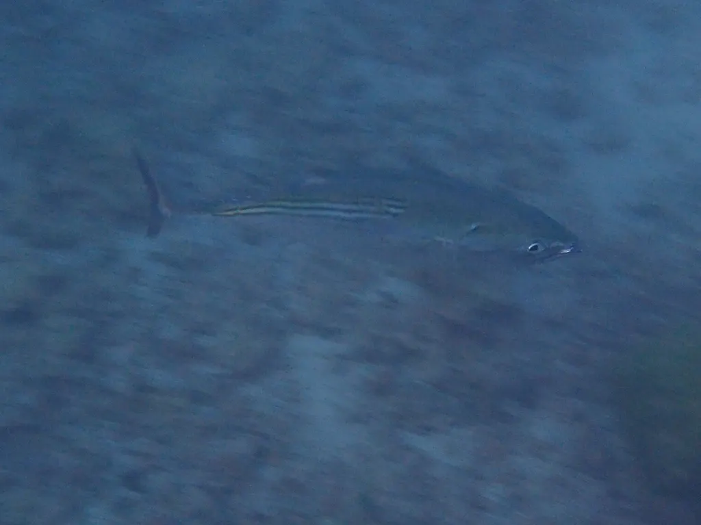 Black skipjack, photo 5 (Provinz Galápagos, Ecuador)