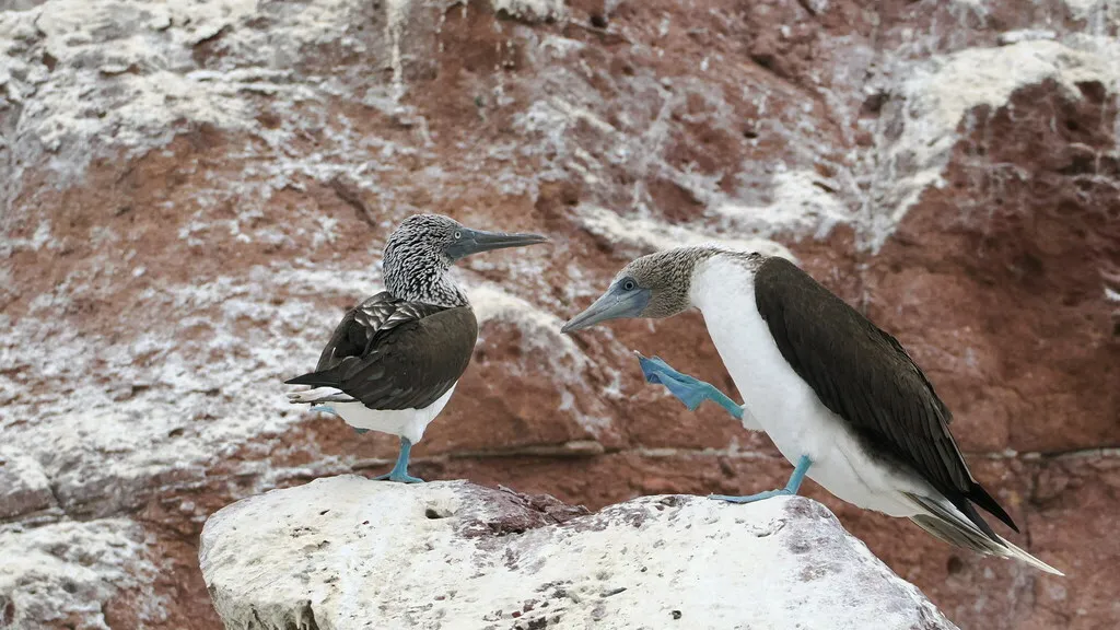Blue-footed booby, photo 1 (La Paz, MX-BS)