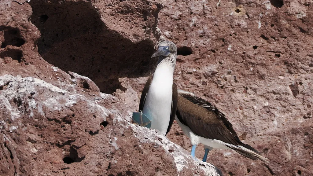 Blue-footed booby, photo 2 (Isla Lobos, 23084 La Paz)