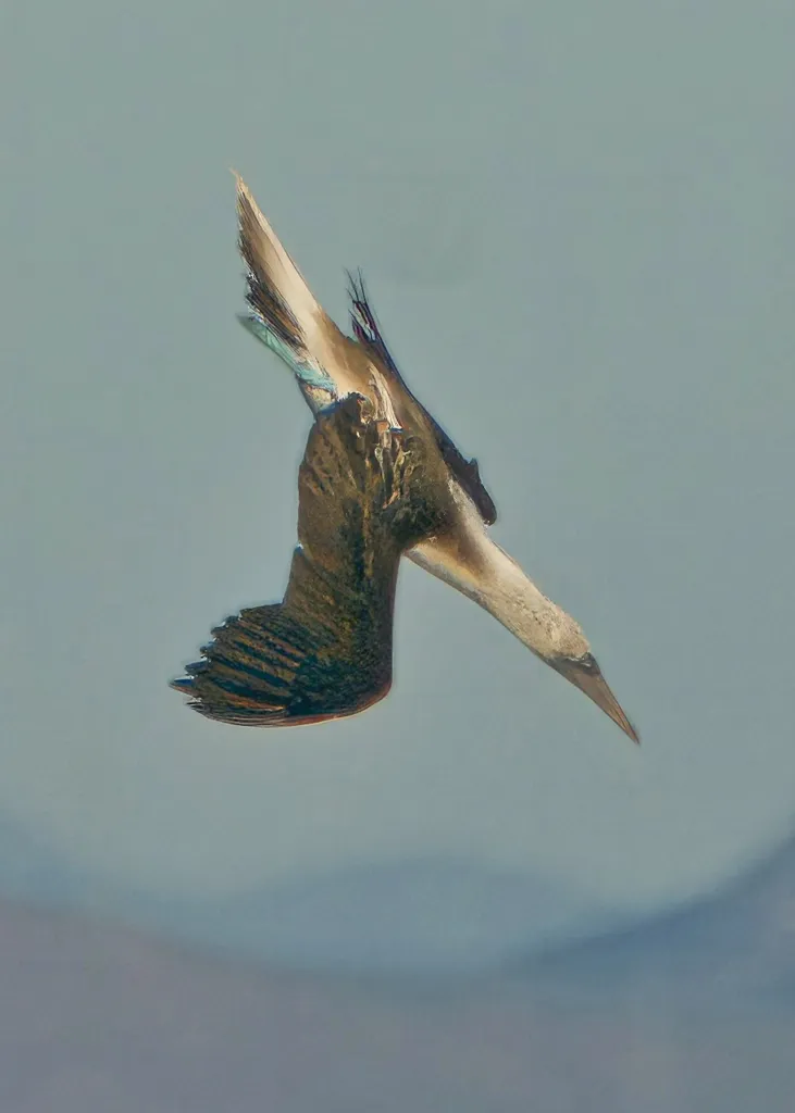 Blue-footed booby, photo 3 (La Paz, Baja California Sur)