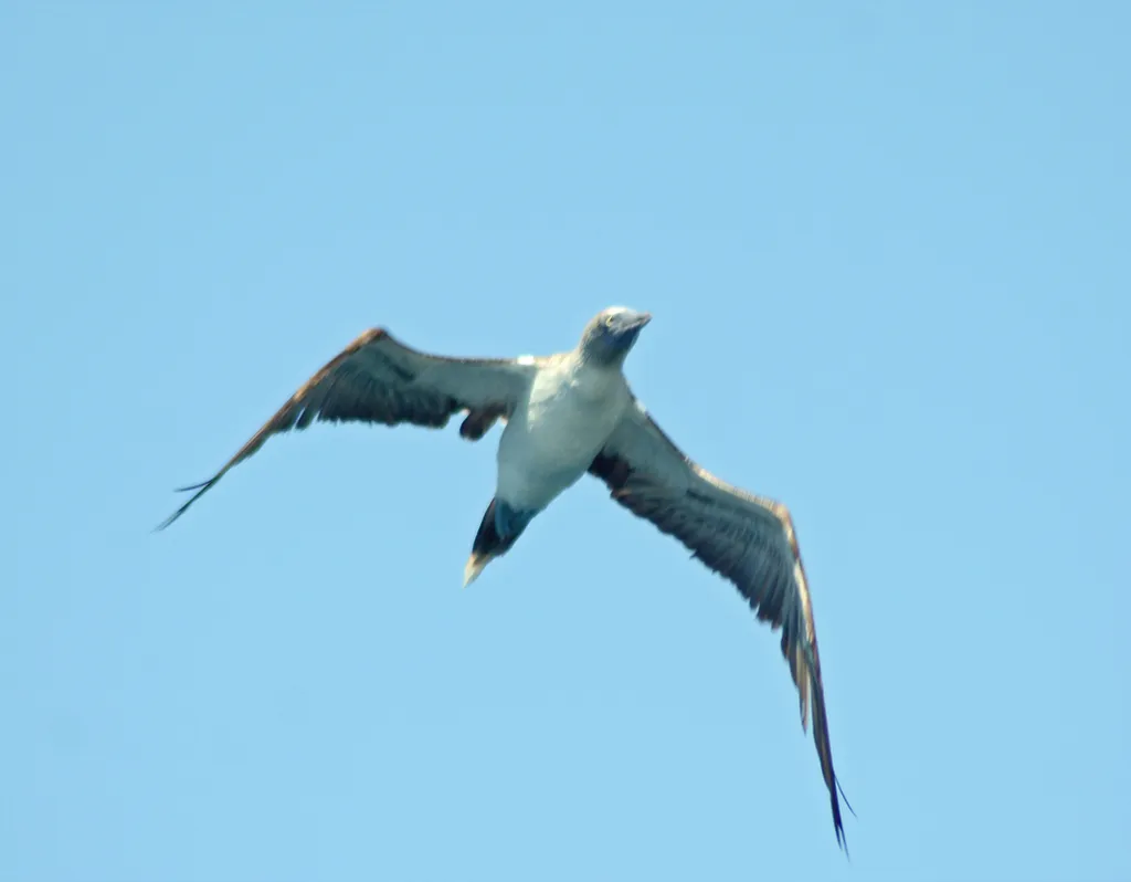 Blue-footed booby, photo 4 (La Paz, B.C.S.)