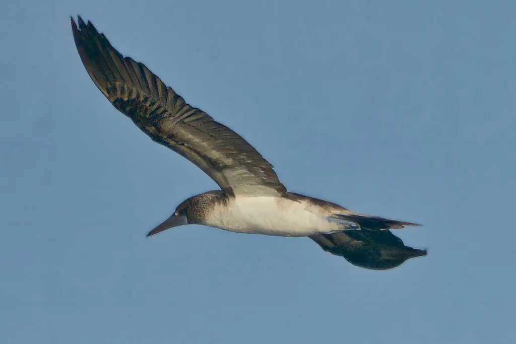 Blue-footed booby, photo 5 (La Paz, Baja California Sur)