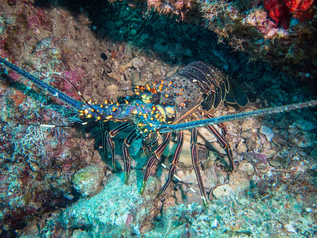 Blue spiny lobster, photo 1 (Bahía de Loreto, Loreto)