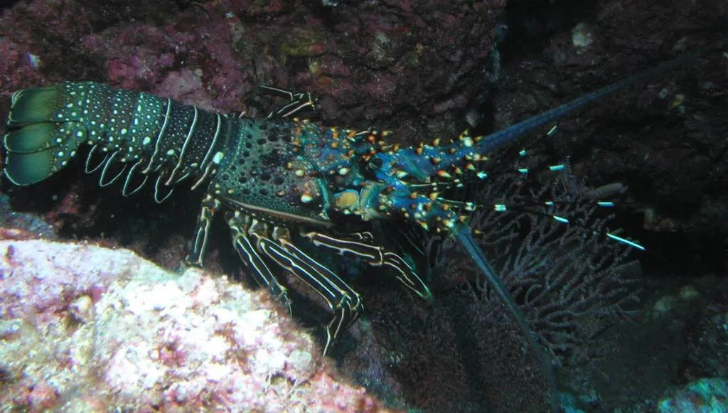 Blue spiny lobster, photo 2 (La Paz, Baja California Sur)