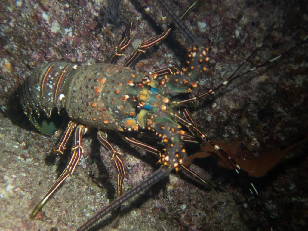 Blue spiny lobster, photo 3 (Los Cabos, MX-BS)