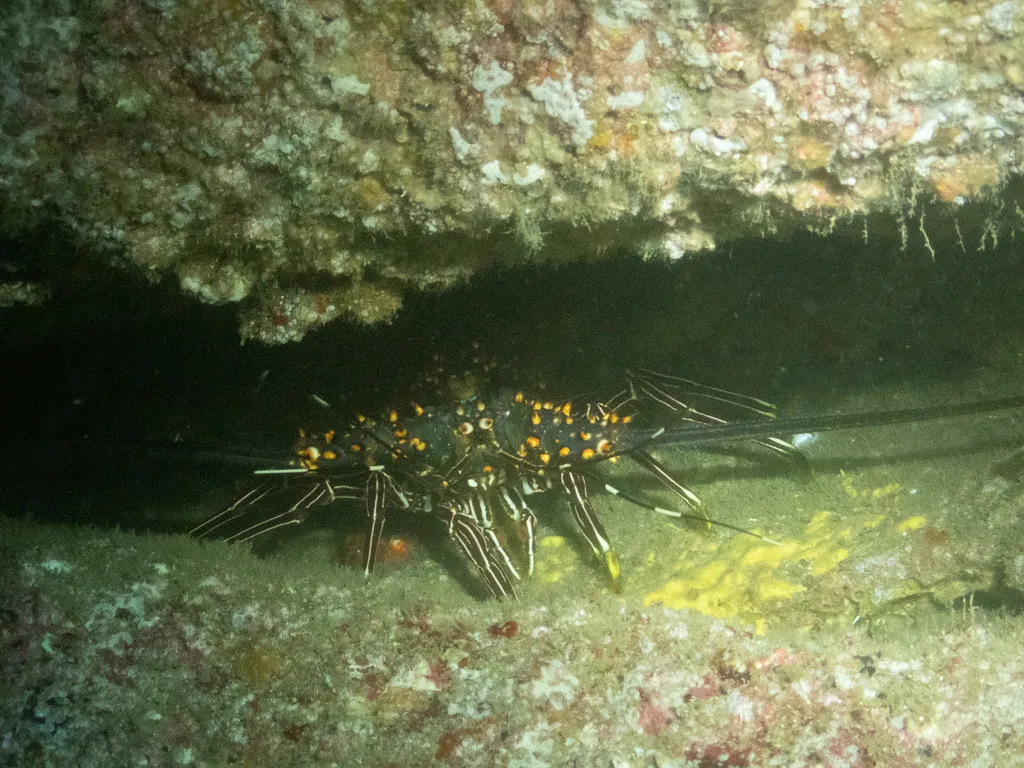 Blue spiny lobster, photo 4 (Los Cabos, MX-BS)