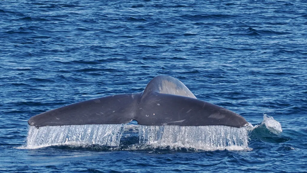 Blue whale, photo 1 (Gulf of California, BCS)