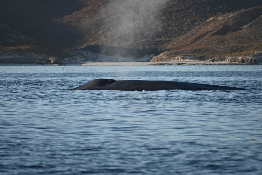 Blue whale, photo 2 (Loreto, MX-BS)