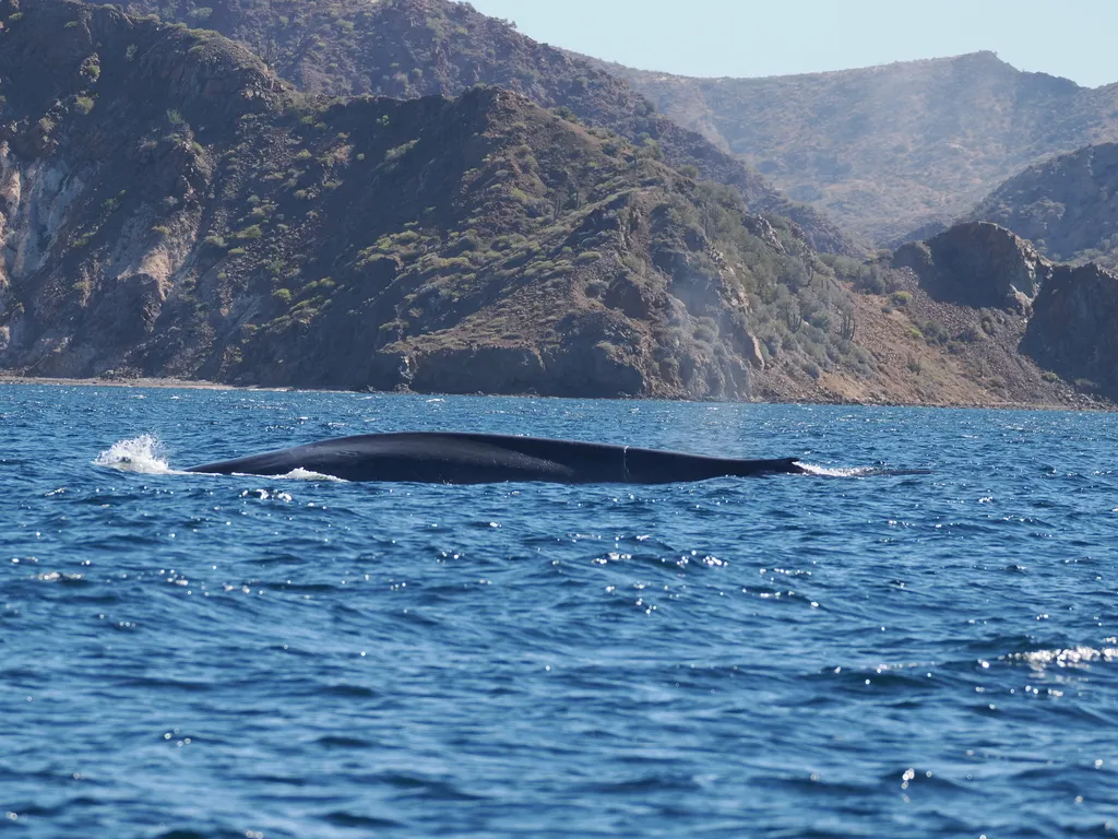 Blue whale, photo 3 (Bahía de Loreto, Loreto)