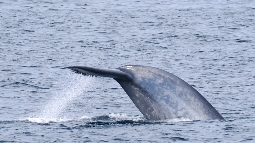 Blue whale, photo 4 (Bir Moghrein, Mauritania)