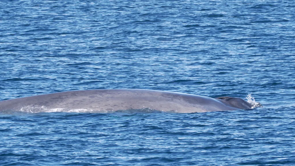 Blue whale, photo 5 (Gulf of California, BCS)