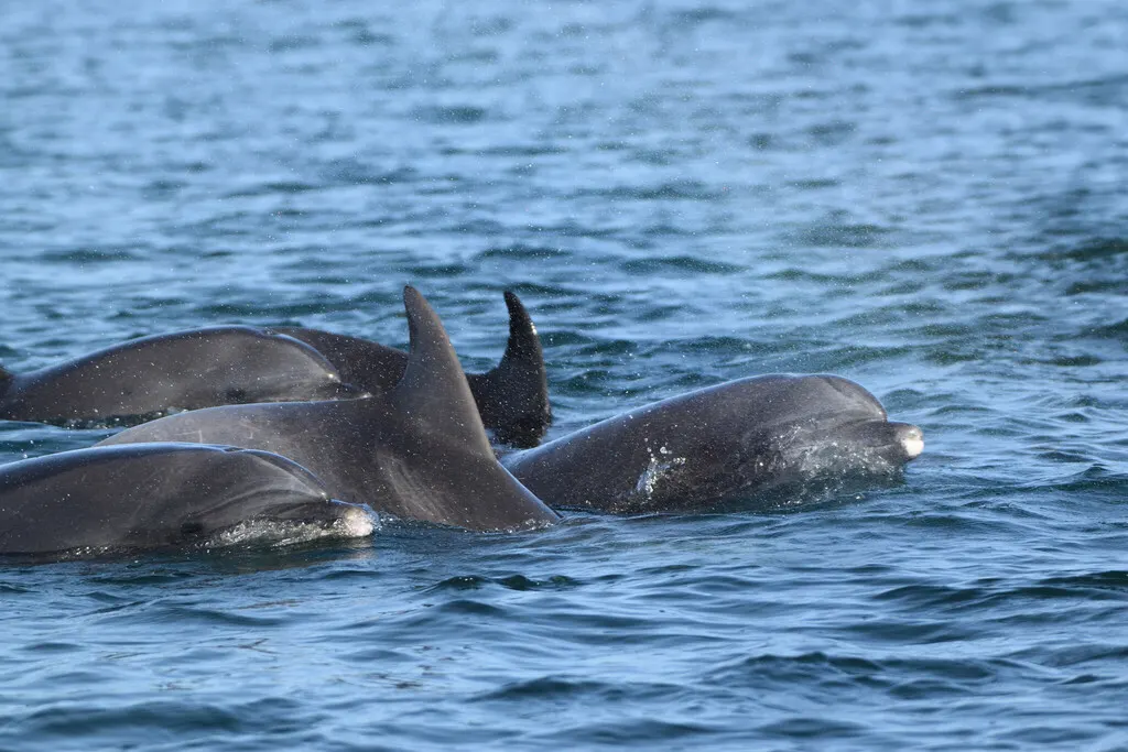 Bottlenose dolphin, photo 1 (Loreto, B.C.S.)