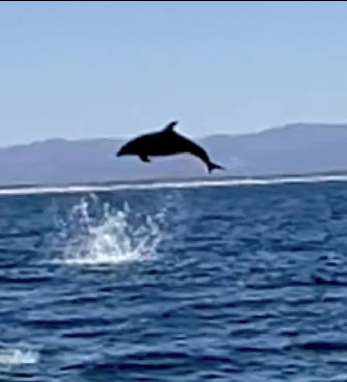 Bottlenose dolphin, photo 2 (Gulf of California, MX)