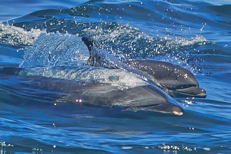 Bottlenose dolphin, photo 3 (Isla Ceralvo, La Paz)