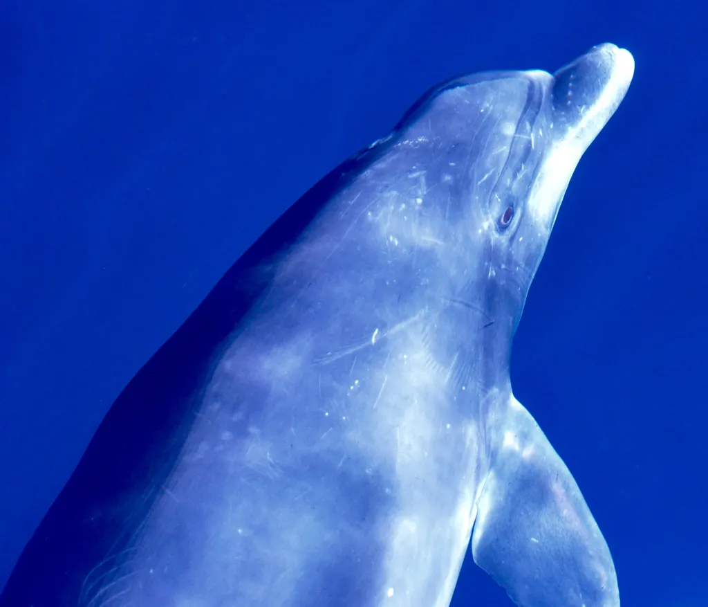 Bottlenose dolphin, photo 4 (MX)
