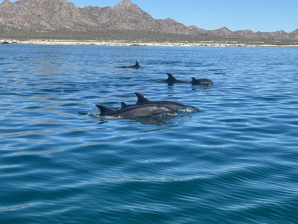 Bottlenose dolphin, photo 5 (Gulf of California, MX)