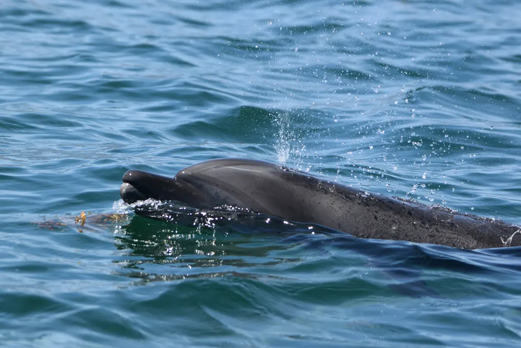 Bottlenose dolphin, photo 6 (Bahía de Loreto, Loreto)