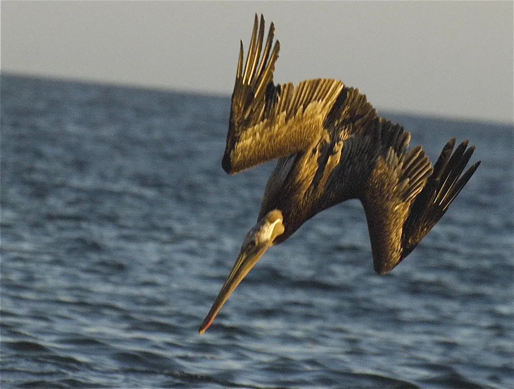 Brown pelican, photo 1 (San José del Cabo, BCS)