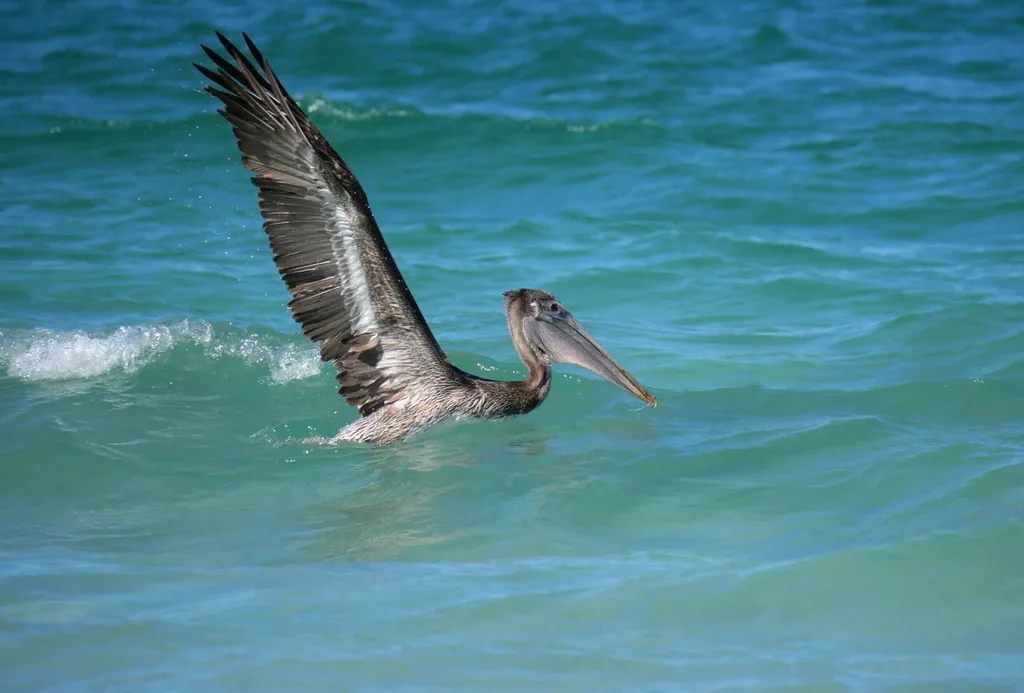 Brown pelican, photo 2 (La Paz, Baja California Sur)