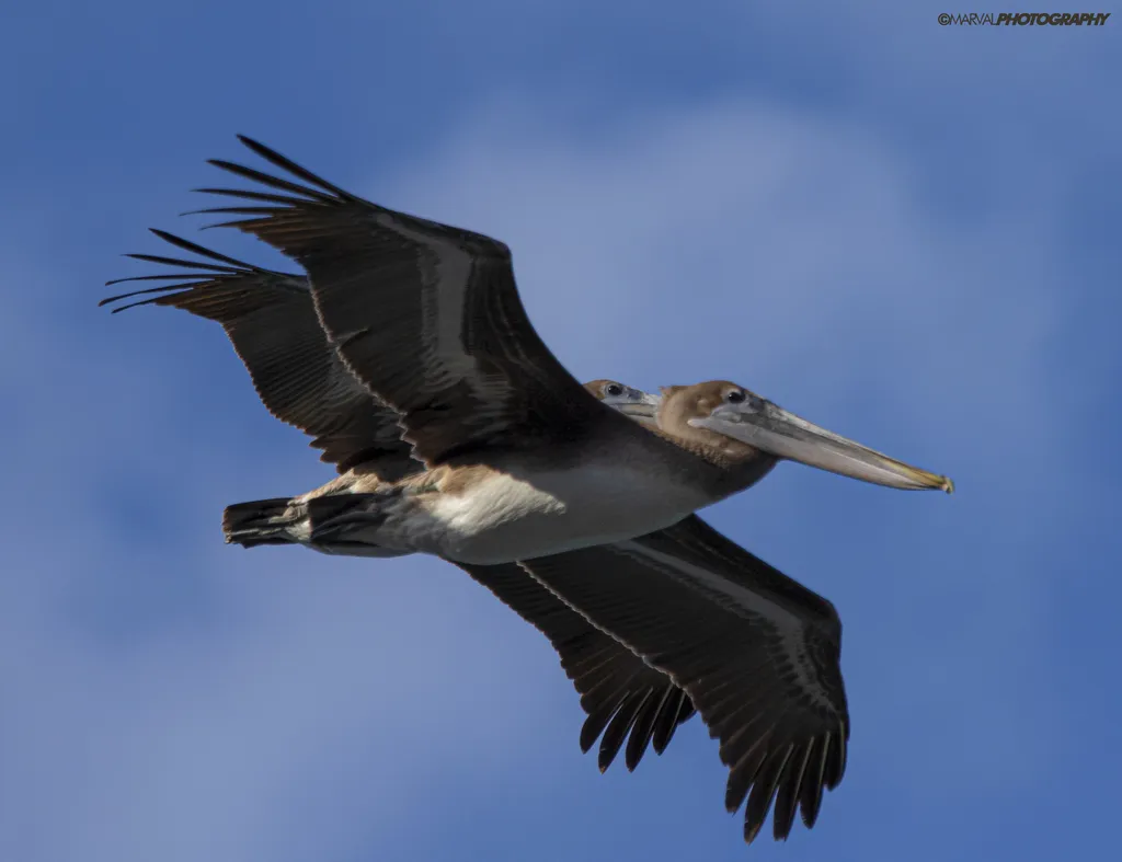 Brown pelican, photo 3 (La Paz, MX-BS)