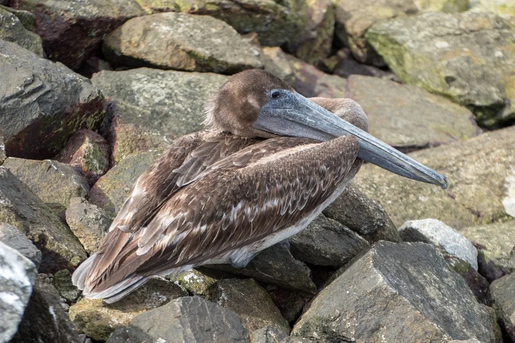 Brown pelican, photo 4 (Cabo San Lucas, B.C.S.)