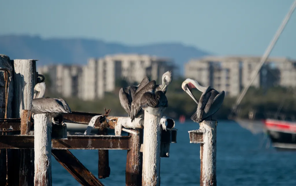 Brown pelican, photo 5 (Inalámbrica, La Paz)