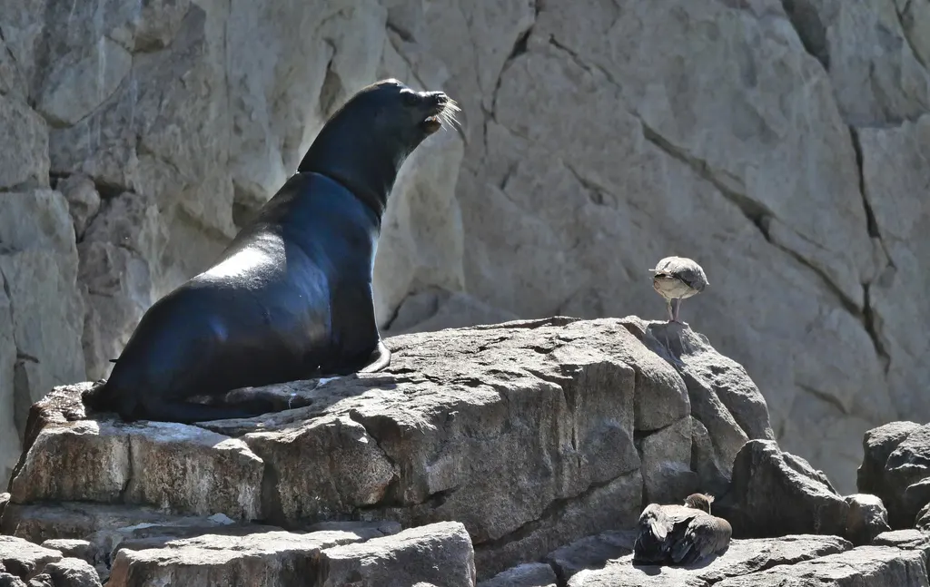 Lobo marino de California, foto 1 (Los Cabos, MX-BS)