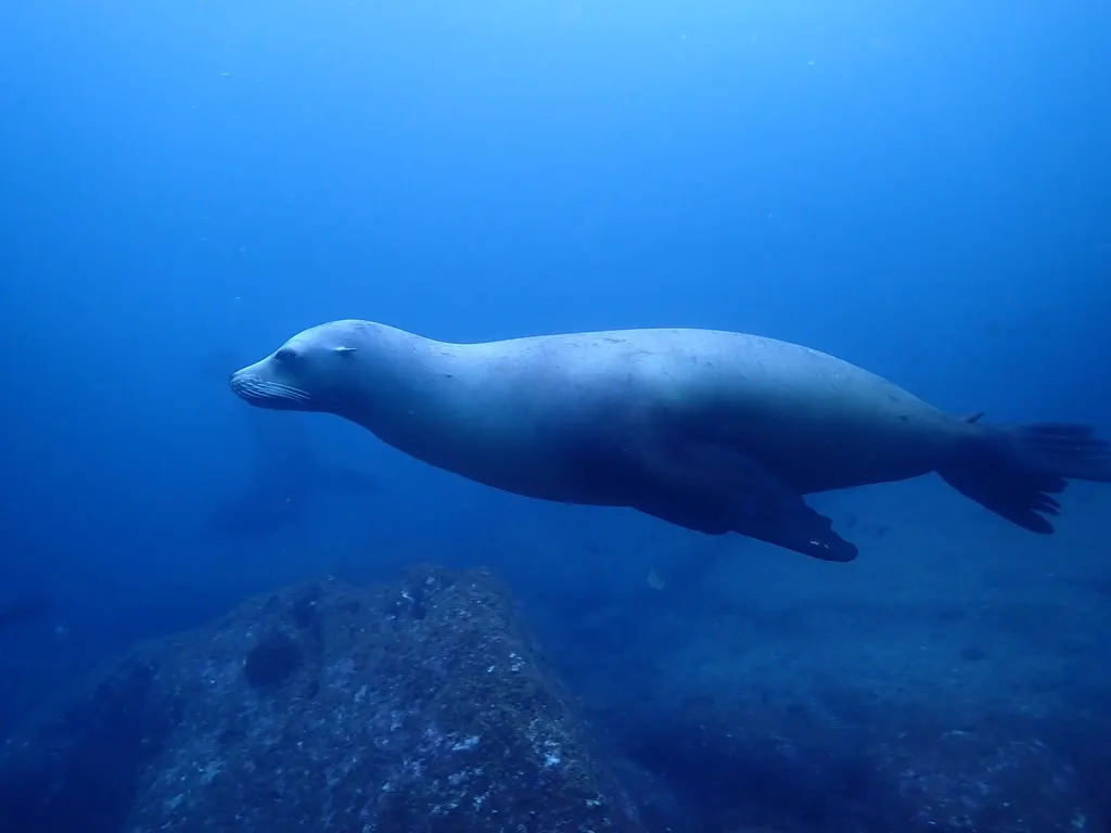 Lobo marino de California, foto 2 (La Paz, MX-BS)