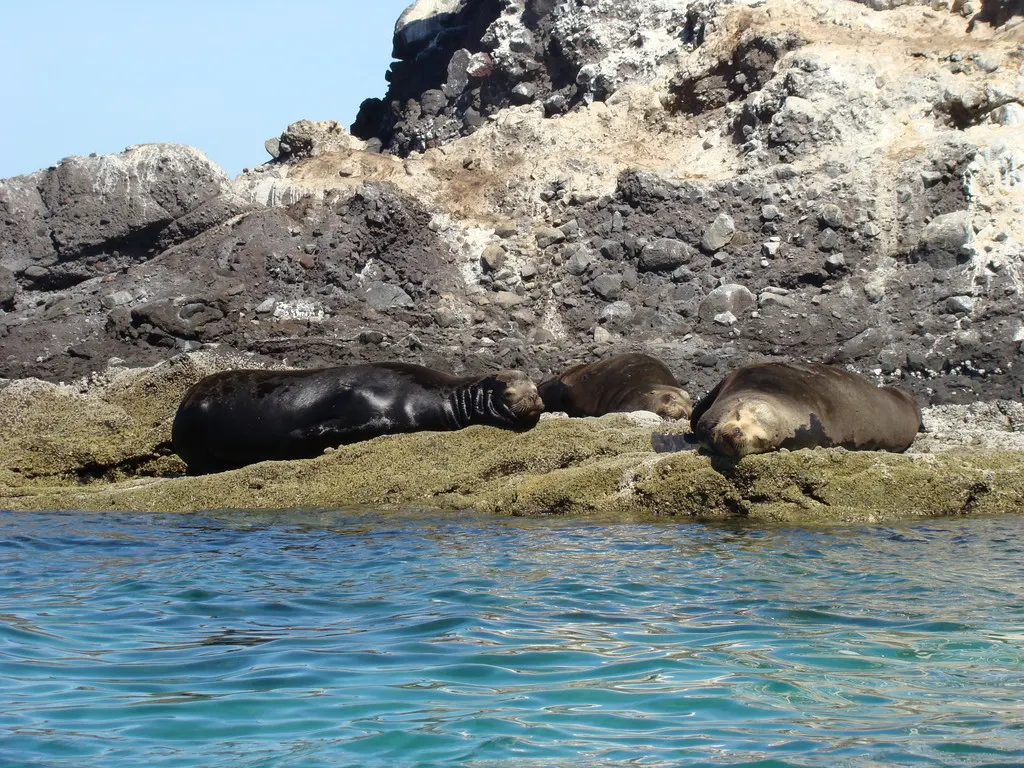 Lobo marino de California, foto 3 (La Paz, MX-BS)