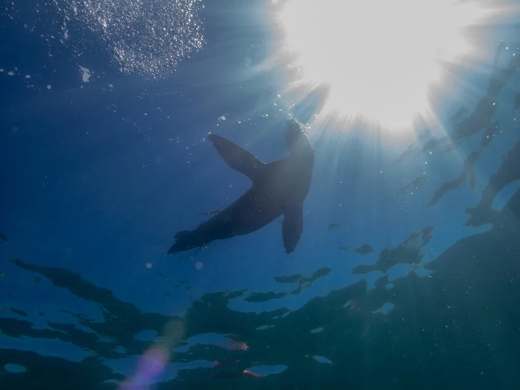Lobo marino de California, foto 4 (La Paz, Basse-Californie du Sud)
